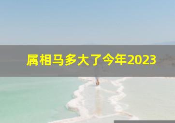 属相马多大了今年2023