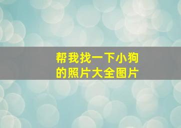 帮我找一下小狗的照片大全图片