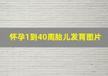 怀孕1到40周胎儿发育图片