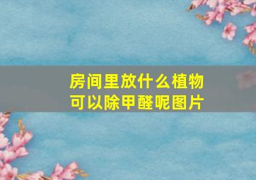 房间里放什么植物可以除甲醛呢图片