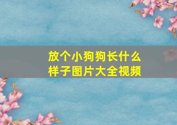 放个小狗狗长什么样子图片大全视频