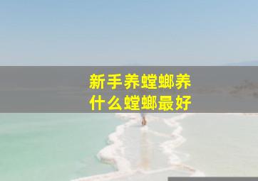 新手养螳螂养什么螳螂最好