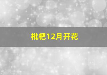 枇杷12月开花