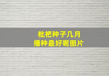 枇杷种子几月播种最好呢图片