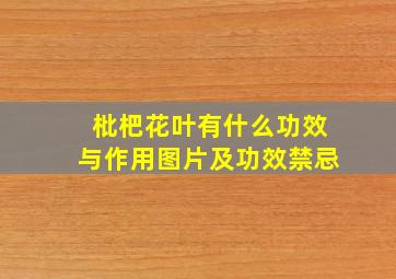 枇杷花叶有什么功效与作用图片及功效禁忌