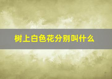 树上白色花分别叫什么