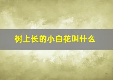 树上长的小白花叫什么