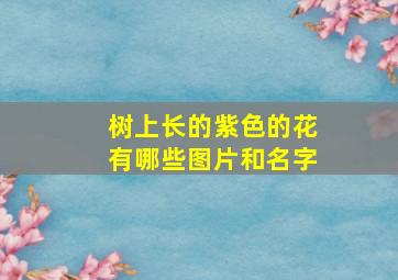 树上长的紫色的花有哪些图片和名字