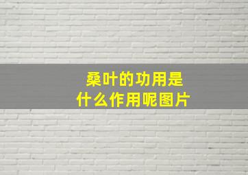 桑叶的功用是什么作用呢图片