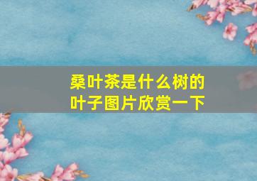 桑叶茶是什么树的叶子图片欣赏一下