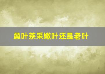 桑叶茶采嫩叶还是老叶