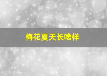 梅花夏天长啥样