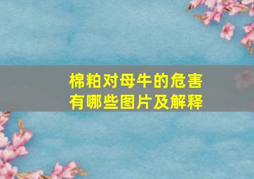 棉粕对母牛的危害有哪些图片及解释