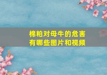 棉粕对母牛的危害有哪些图片和视频