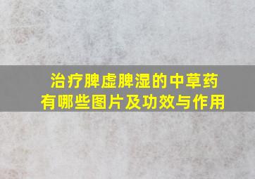 治疗脾虚脾湿的中草药有哪些图片及功效与作用