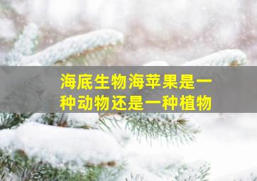 海底生物海苹果是一种动物还是一种植物