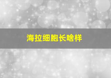 海拉细胞长啥样