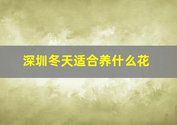 深圳冬天适合养什么花