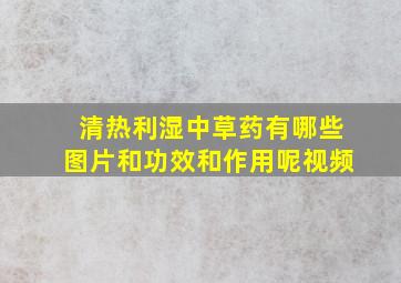 清热利湿中草药有哪些图片和功效和作用呢视频