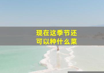 现在这季节还可以种什么菜