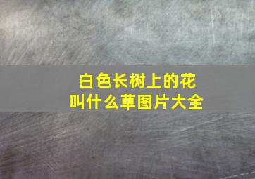 白色长树上的花叫什么草图片大全