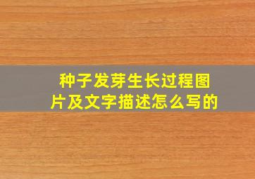 种子发芽生长过程图片及文字描述怎么写的