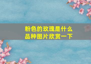 粉色的玫瑰是什么品种图片欣赏一下