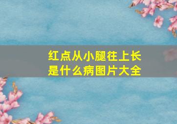 红点从小腿往上长是什么病图片大全