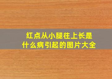 红点从小腿往上长是什么病引起的图片大全