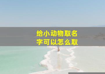 给小动物取名字可以怎么取