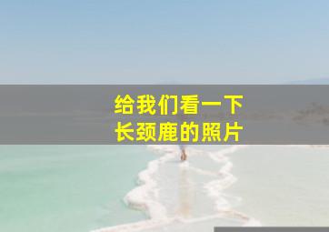 给我们看一下长颈鹿的照片