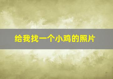 给我找一个小鸡的照片