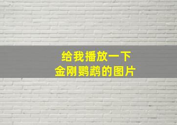 给我播放一下金刚鹦鹉的图片