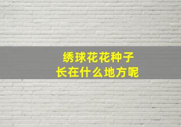 绣球花花种子长在什么地方呢