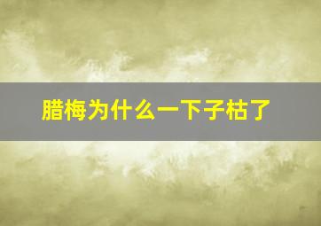 腊梅为什么一下子枯了