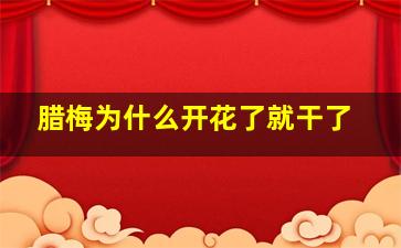 腊梅为什么开花了就干了