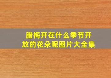 腊梅开在什么季节开放的花朵呢图片大全集