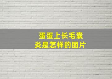 蛋蛋上长毛囊炎是怎样的图片