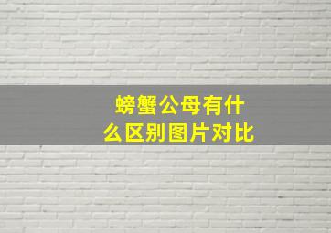 螃蟹公母有什么区别图片对比