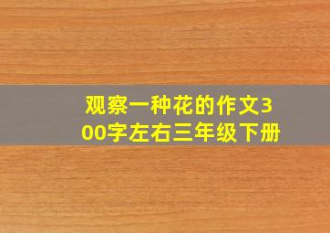 观察一种花的作文300字左右三年级下册