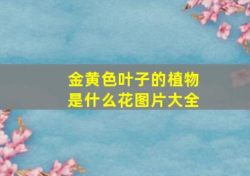 金黄色叶子的植物是什么花图片大全