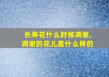 长寿花什么时候凋谢,凋谢的花儿是什么样的