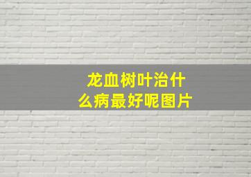 龙血树叶治什么病最好呢图片