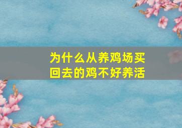 为什么从养鸡场买回去的鸡不好养活