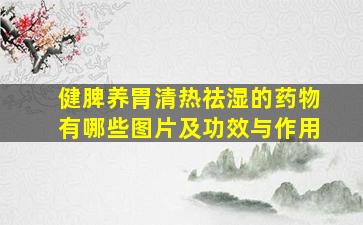 健脾养胃清热祛湿的药物有哪些图片及功效与作用