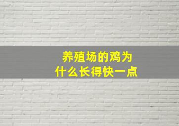 养殖场的鸡为什么长得快一点