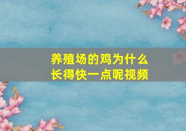 养殖场的鸡为什么长得快一点呢视频