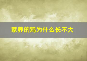 家养的鸡为什么长不大