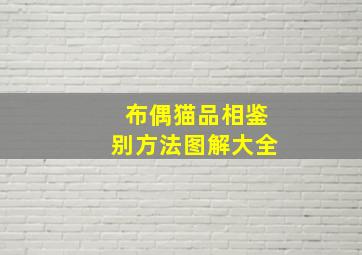 布偶猫品相鉴别方法图解大全