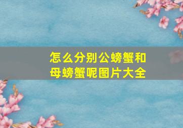 怎么分别公螃蟹和母螃蟹呢图片大全